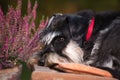 Cute dog resting in garden Royalty Free Stock Photo