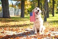 Cute dog with national flag of USA in park. Memorial Day celebration