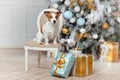 Cute dog and New Year. Jack Russell Terrier with gifts for Merry