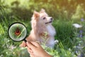 Cute dog outdoors and woman showing tick with magnifying glass, selective focus. Illustration