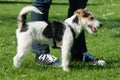 Cute dog with owner Royalty Free Stock Photo