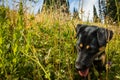 Cute dog in the grass of washington