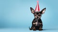 Cute dog in party hat celebrating on blue background with copy space for happy birthday concept Royalty Free Stock Photo