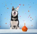 Cute dog with party hat and delicious birthday cupcake on light blue background Royalty Free Stock Photo