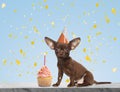 Cute dog with party hat and delicious birthday cupcake on marble table against light blue background Royalty Free Stock Photo