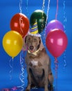 Cute dog with a party hat surrounded by colorful balloons on a blue background Royalty Free Stock Photo