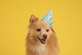 Cute dog with party hat on yellow background. Birthday celebration Royalty Free Stock Photo