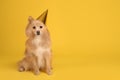 Cute dog with party hat on yellow background, space for text. Birthday celebration Royalty Free Stock Photo