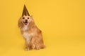 Cute dog with party hat on yellow background, space for text. Birthday celebration Royalty Free Stock Photo