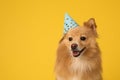 Cute dog with party hat on yellow background, space for text. Birthday celebration Royalty Free Stock Photo