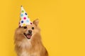 Cute dog with party hat on yellow background, space for text. Birthday celebration Royalty Free Stock Photo