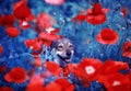 Portrait of a cute dog peeking out of scarlet flowers poppies on a summer meadow in the rays of the warm sun Royalty Free Stock Photo