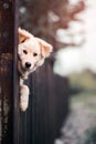 Cute dog peeking over the fence