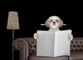Cute dog with pencil reading newspaper with space for text on sofa in living room. Isolated on black