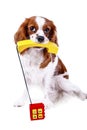 Cute dog photo for animal services. Dog with phone telephone for contact form in pet business or any other concept