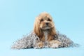 Cute dog with pile of shiny tinsels on light blue background Royalty Free Stock Photo