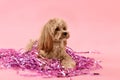 Cute dog with pile of shiny tinsels on pink background Royalty Free Stock Photo