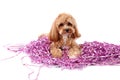 Cute dog with pile of shiny tinsels on white background Royalty Free Stock Photo