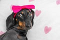 Cute dog with pink bow lies on pillow with hearts, resentfully sad Grooming pet Royalty Free Stock Photo