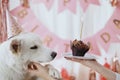 Cute dog in pink party hat and with birthday cupcake celebrating on background of pink garland Royalty Free Stock Photo