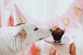 Cute dog in pink party hat and with birthday cupcake celebrating on background of pink garland Royalty Free Stock Photo