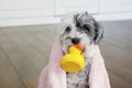 Havanese  Dog  with Pink Towel and yellow Rubber  Duck ready for Bath Royalty Free Stock Photo