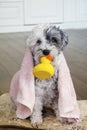 Havanese  Dog  with Pink Towel and yellow Rubber  Duck ready for Bath Royalty Free Stock Photo