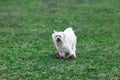 Cute dog playing outdoors with toy Royalty Free Stock Photo