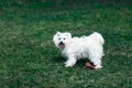 Cute dog playing outdoors with toy Royalty Free Stock Photo