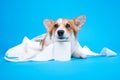 Cute dog is playing with a roll of peach toilet paper on blue background. Small guilty welsh corgi Pembroke with funny face. Royalty Free Stock Photo