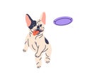 Cute dog playing, running and catching frisbee disc. Funny active puppy, French bulldog jumping for flying disk, canine Royalty Free Stock Photo