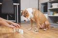 Cute dog playing the shell game with her human. Royalty Free Stock Photo