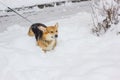 Cute dog playing on snow. Winter morning and corgi. Royalty Free Stock Photo