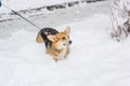 Cute dog playing on snow. Winter morning and corgi. Royalty Free Stock Photo