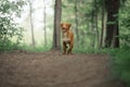 Cute dog playing in the woods. Nova Scotia duck tolling Retrieve Royalty Free Stock Photo