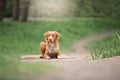 Cute dog playing in the woods. Nova Scotia duck tolling Retrieve Royalty Free Stock Photo