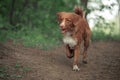 Cute dog playing in the woods. Nova Scotia duck tolling Retrieve Royalty Free Stock Photo