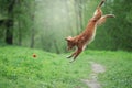 Cute dog playing in the woods. Nova Scotia duck tolling Retrieve Royalty Free Stock Photo