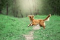 Cute dog playing in the woods. Nova Scotia duck tolling Retrieve Royalty Free Stock Photo