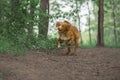 Cute dog playing in the woods. Nova Scotia duck tolling Retrieve Royalty Free Stock Photo