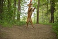 Cute dog playing in the woods. Nova Scotia duck tolling Retrieve Royalty Free Stock Photo