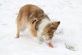 Cute dog plays with a ball in the snow Royalty Free Stock Photo