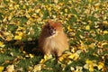Cute dog pomeranian sitting on grass in park on background of au Royalty Free Stock Photo