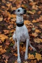 Whippet Breed Dog Sitting on the Grass. Portrait. Autumn Leaves in Background Royalty Free Stock Photo