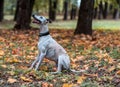 Whippet Breed Dog Sitting on the Grass. Portrait.Autumn Leaves in Background. Looking Up Royalty Free Stock Photo