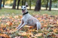 Whippet Breed Dog Sitting on the Grass. Portrait. Royalty Free Stock Photo