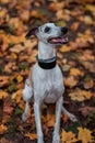 Whippet Breed Dog Sitting on the Grass. Portrait. Autumn Leaves in Background Royalty Free Stock Photo