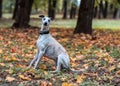 Whippet Breed Dog Sitting on the Grass. Portrait. Autumn Leaves in Background Royalty Free Stock Photo