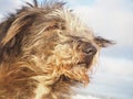 Cute dog portrait with hair flying in the wind Royalty Free Stock Photo