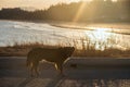 cute dog portrait on road near beach at sunset Royalty Free Stock Photo